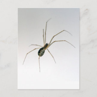 Briefkaart van Leucauge Orb Weaver Spider