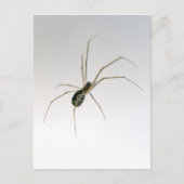 Briefkaart van Leucauge Orb Weaver Spider (Voorkant)