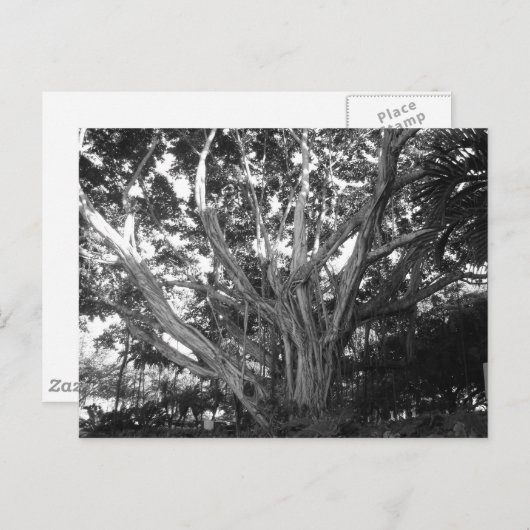 Briefkaart van levensloop (Voorkant / Achterkant)