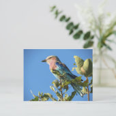 briefkaart van lila gebrande rollen (Staand voorkant)