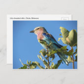 briefkaart van lila gebrande rollen (Voorkant / Achterkant)