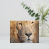 Briefkaart van lion Afbeeldingen (Staand voorkant)