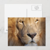 Briefkaart van lion Afbeeldingen (Voorkant / Achterkant)