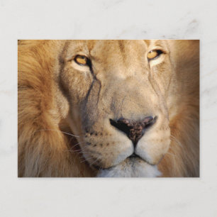 Briefkaart van lion Afbeeldingen
