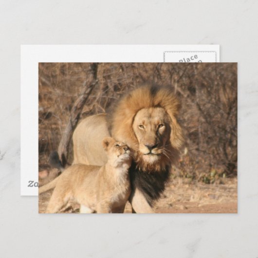 Briefkaart van lion en lion Cub (Voorkant / Achterkant)