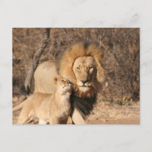 Briefkaart van lion en lion Cub