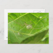 Briefkaart van Little Spider (Voorkant / Achterkant)