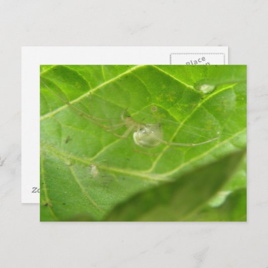 Briefkaart van Little Spider (Voorkant / Achterkant)