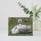 Briefkaart van lomp (Staand voorkant)