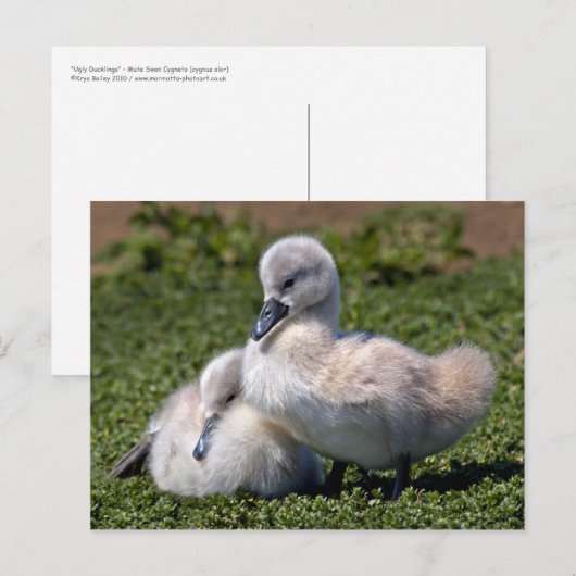 Briefkaart van lomp (Voorkant / Achterkant)