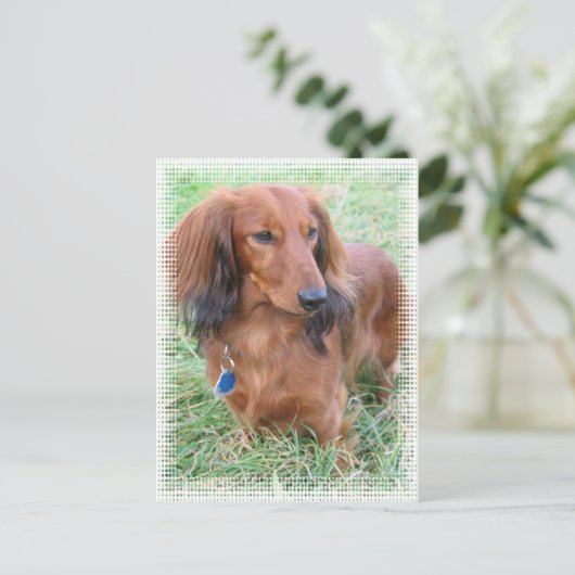 Briefkaart van Longhaire Dachshund (Staand voorkant)