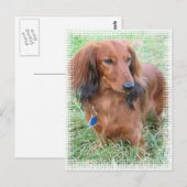 Briefkaart van Longhaire Dachshund (Voorkant / Achterkant)