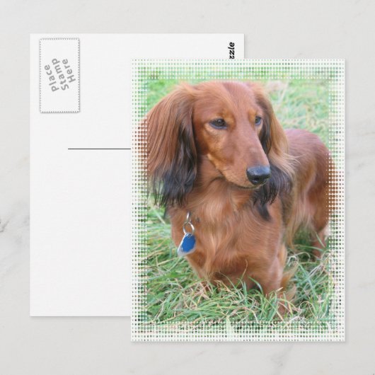 Briefkaart van Longhaire Dachshund (Voorkant / Achterkant)