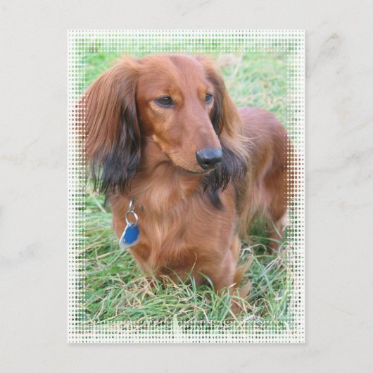 Briefkaart van Longhaire Dachshund (Voorkant)