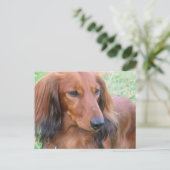 Briefkaart van Longhaire Dachshund (Staand voorkant)