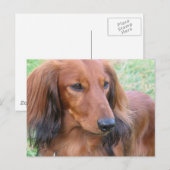 Briefkaart van Longhaire Dachshund (Voorkant / Achterkant)