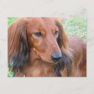 Briefkaart van Longhaire Dachshund