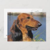Briefkaart van Longhaire Dachshund (Voorkant / Achterkant)