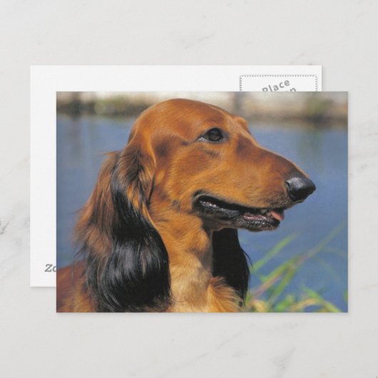 Briefkaart van Longhaire Dachshund (Voorkant / Achterkant)