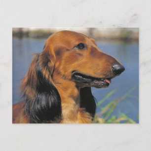 Briefkaart van Longhaire Dachshund