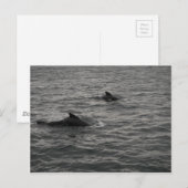 Briefkaart van loofwalvissen (Voorkant / Achterkant)