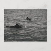 Briefkaart van loofwalvissen