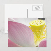 Briefkaart van Lotus flower (Voorkant / Achterkant)