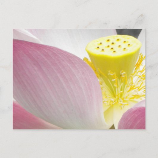 Briefkaart van Lotus flower (Voorkant)