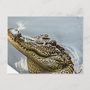 Briefkaart van Louisiana Alligator
