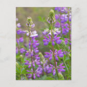 Briefkaart van luibloem (Voorkant)