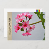 Briefkaart van Lustra Pelargonium (Voorkant / Achterkant)