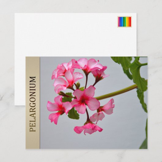 Briefkaart van Lustra Pelargonium (Voorkant / Achterkant)