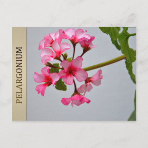 Briefkaart van Lustra Pelargonium