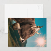Briefkaart van Majestic Koeien (Voorkant / Achterkant)
