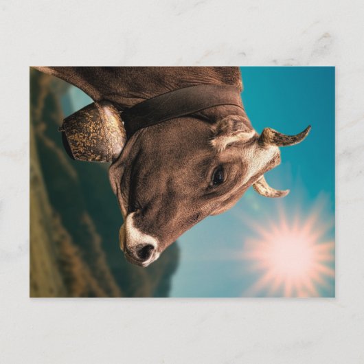 Briefkaart van Majestic Koeien (Voorkant)