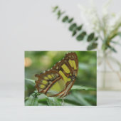 Briefkaart van Malachite Butterfly (Staand voorkant)