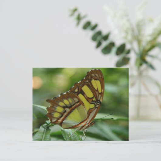 Briefkaart van Malachite Butterfly (Staand voorkant)