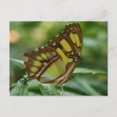 Briefkaart van Malachite Butterfly (Voorkant)
