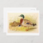 Briefkaart van Mallard Ducks (Voorkant / Achterkant)