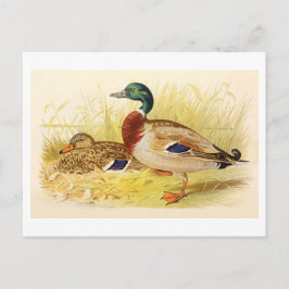 Briefkaart van Mallard Ducks