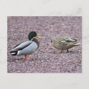 Briefkaart van Mallard Ducks
