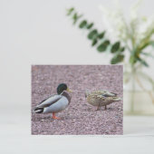 Briefkaart van Mallard Ducks (Staand voorkant)