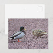 Briefkaart van Mallard Ducks (Voorkant / Achterkant)