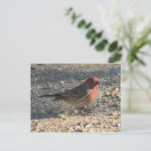 Briefkaart van Mannelijke Huis Finch (Staand voorkant)