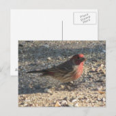 Briefkaart van Mannelijke Huis Finch (Voorkant / Achterkant)