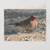 Briefkaart van Mannelijke Huis Finch (Voorkant)