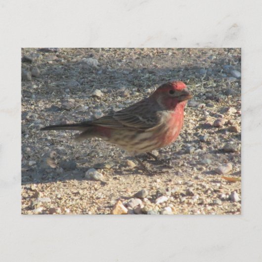 Briefkaart van Mannelijke Huis Finch (Voorkant)