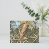 Briefkaart van Mannelijke Huis Finch (Staand voorkant)