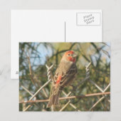Briefkaart van Mannelijke Huis Finch (Voorkant / Achterkant)
