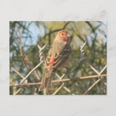 Briefkaart van Mannelijke Huis Finch (Voorkant)